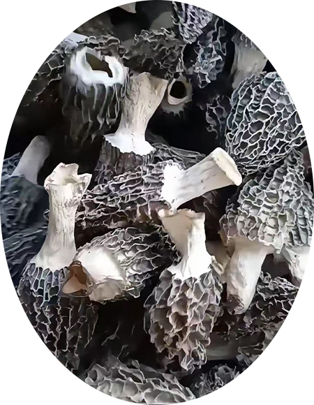 버섯 이미지 6